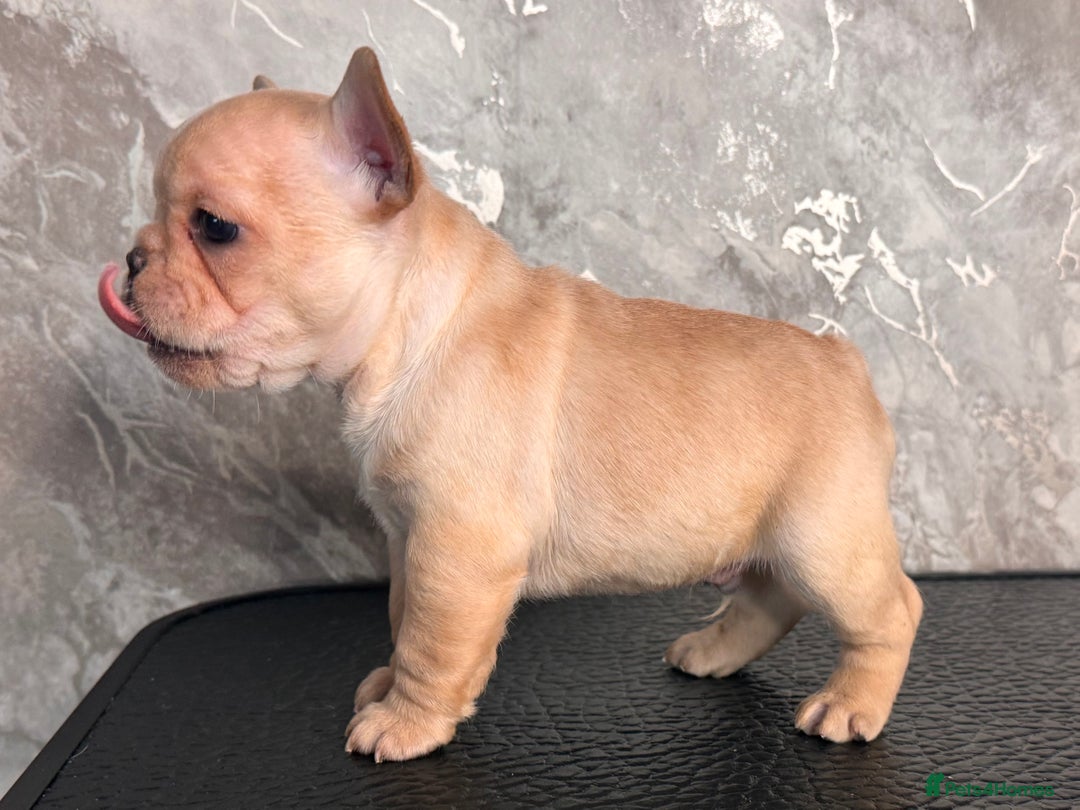 French Bulldog dogs for sale: Champion Sired Fawn / red fawn French bulldogs - Advert 10
