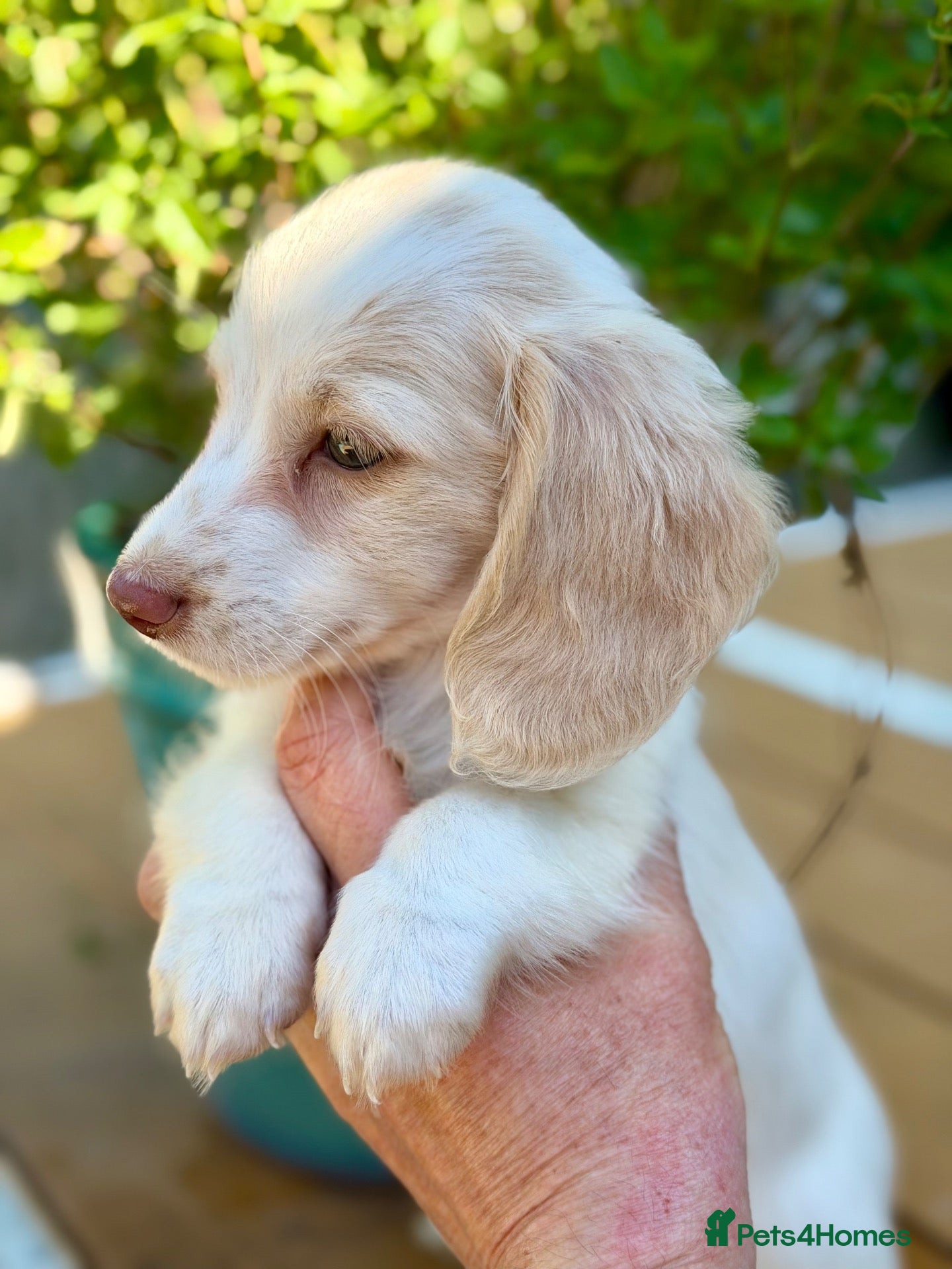 Miniature Dachshund dogs Cream Piebald Longhair Boy  - Advert 9