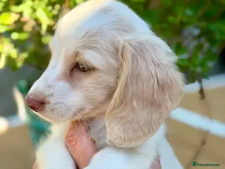Miniature Dachshund dogs Cream Piebald Longhair Boy - Advert 1