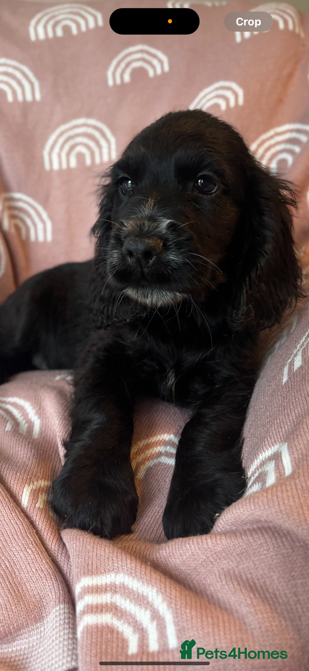 Cocker Spaniel dogs for sale: Cute cocker spaniels  - Advert 7