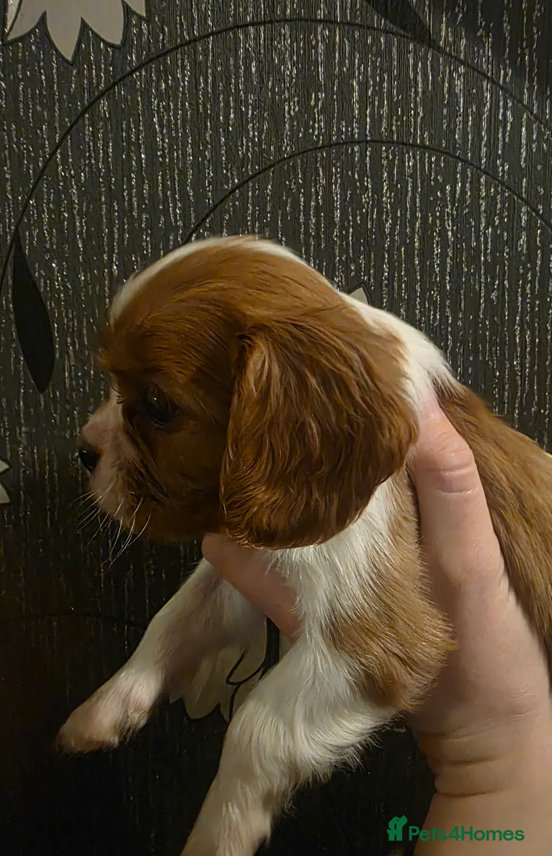 Cavalier King Charles Spaniel dogs for sale: Beautiful King Charles Cavalier Puppies - Advert 5