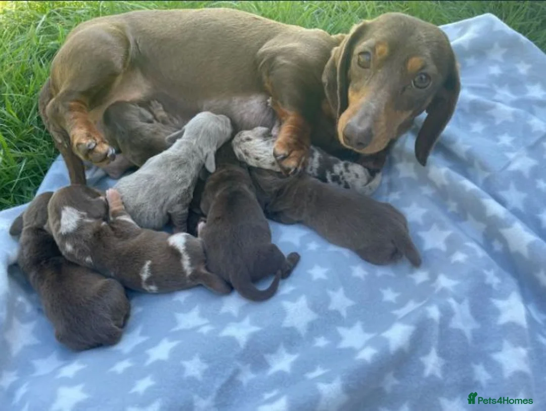 Dachshund dogs for stud: Dachshund stud lilac - Advert 2