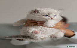 Ragdoll cats for sale: NEW LITTER of Blue BiColour And Lynx kittens - Image 17