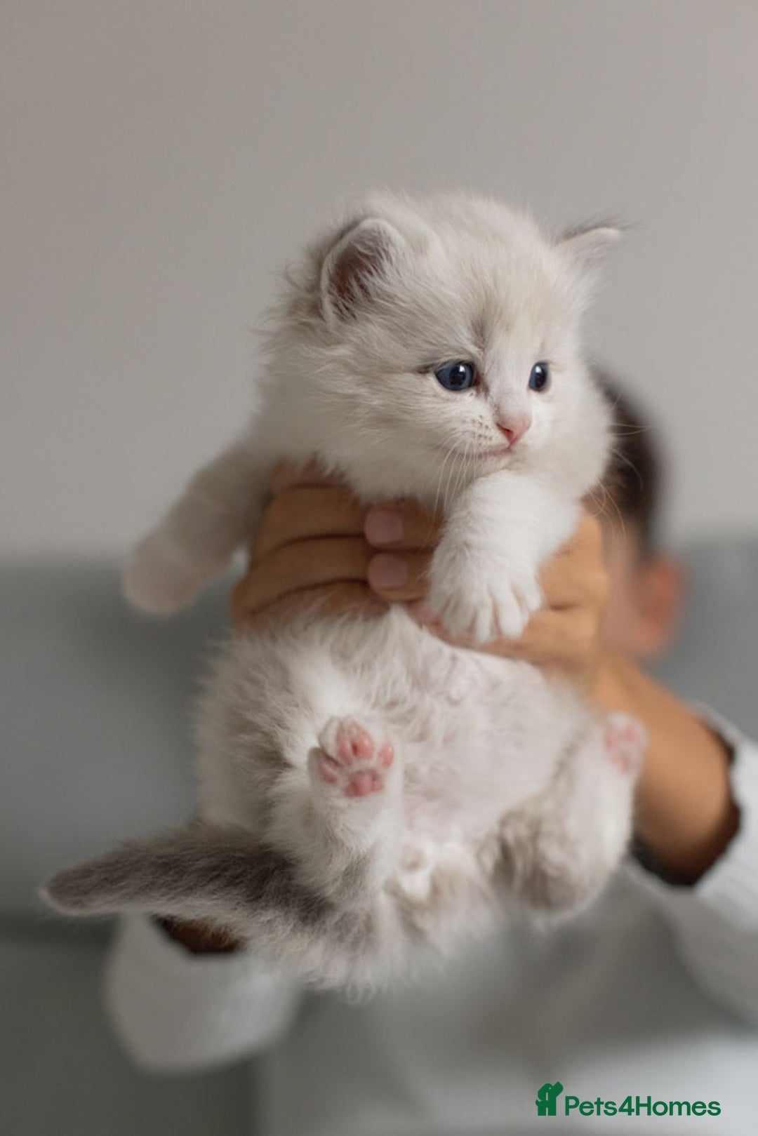 Ragdoll cats for sale: NEW LITTER of Blue BiColour And Lynx kittens - Image 17