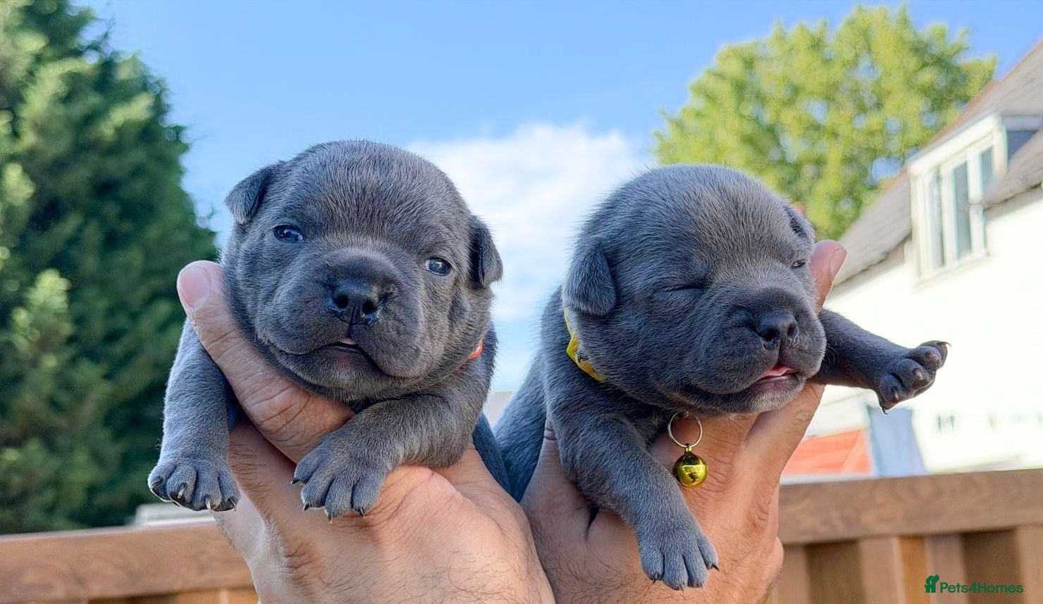 Staffordshire Bull Terrier dogs Solid Blue staffs short & stocky Type  - Advert 2