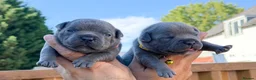 Staffordshire Bull Terrier dogs for sale: Solid Blue staffs short & stocky Type  - Advert 1