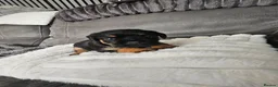 Border Terrier dogs for sale: Border terrier puppies  - Advert 8