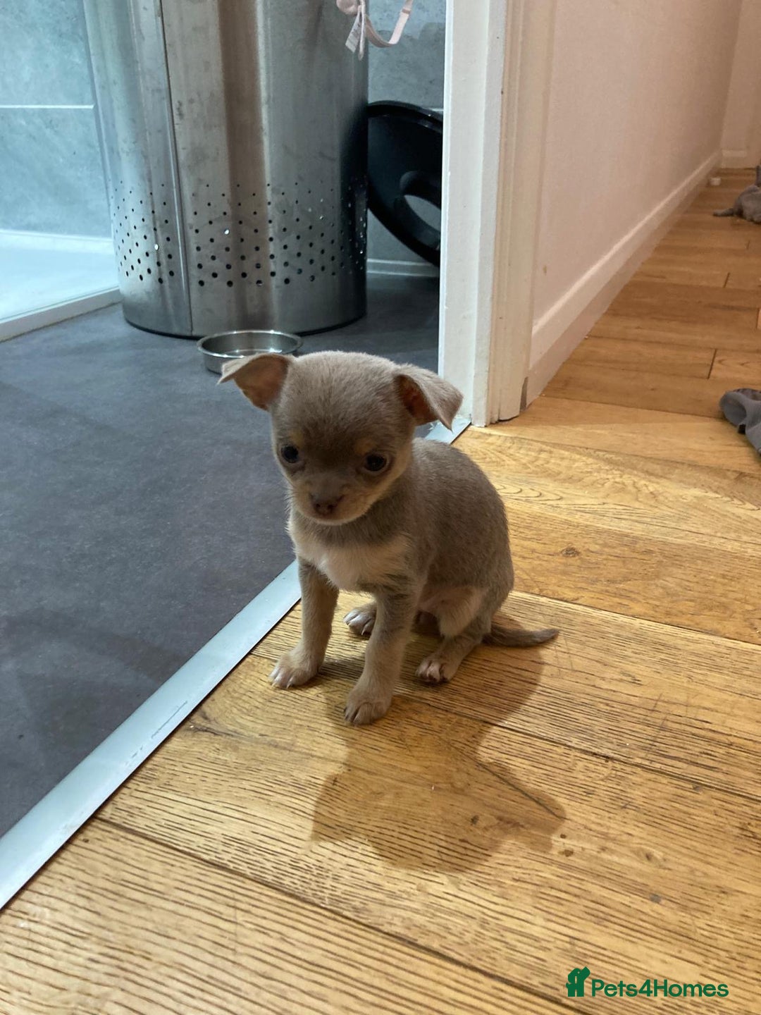 Chihuahua dogs for sale: 3 Beautiful Chihuahua puppies for sale  - Advert 4