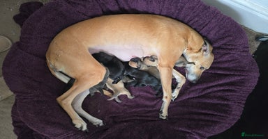 Mixed Breed dogs - Advert 1