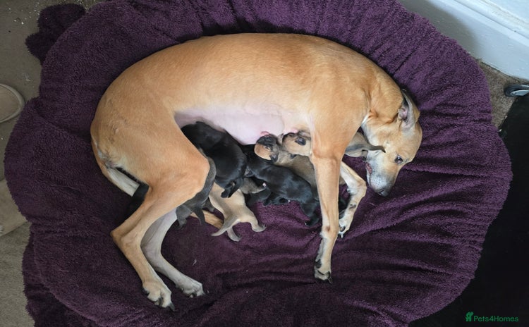 Mixed Breed dogs - Advert 1