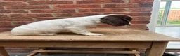 English Springer Spaniel dogs for sale: KC registered springer spaniels ready now. - Advert 6
