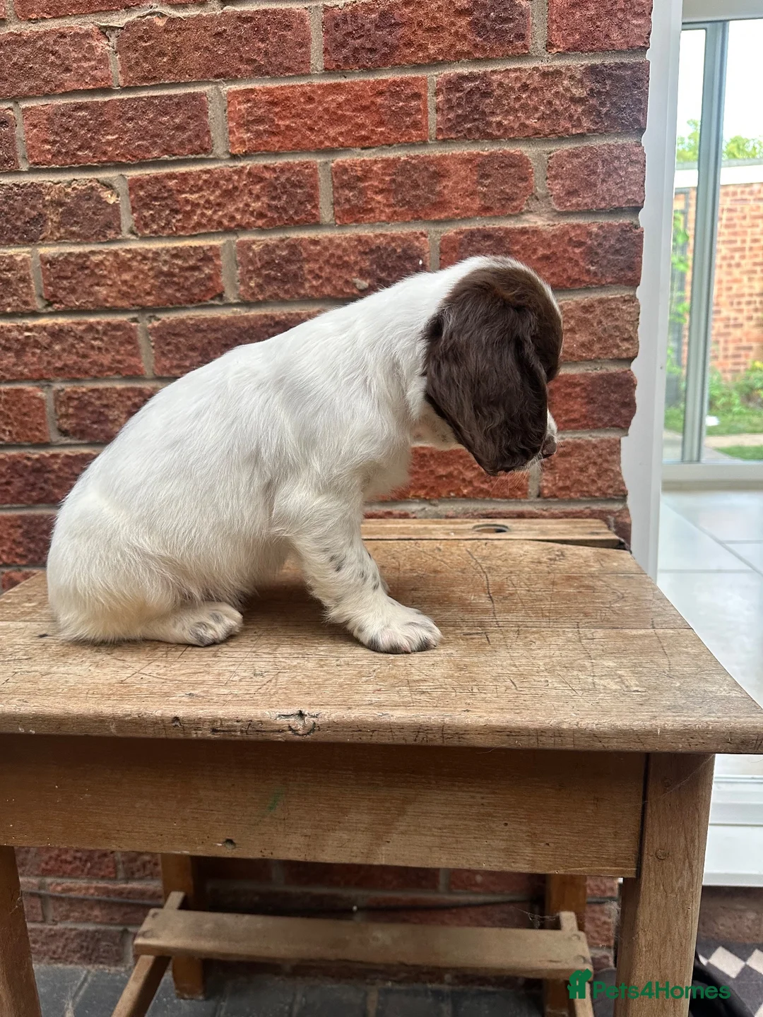 English Springer Spaniel dogs for sale: KC registered springer spaniels ready now. - Advert 6