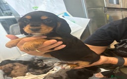 Cocker Spaniel dogs for sale: Cute show type very rare colours dna health tested - Image 27