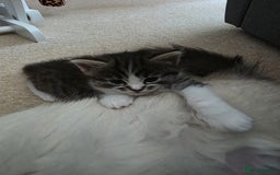 Ragdoll cats for sale: Beautiful mix Ragdoll cross Norwegian forest  - Image 11