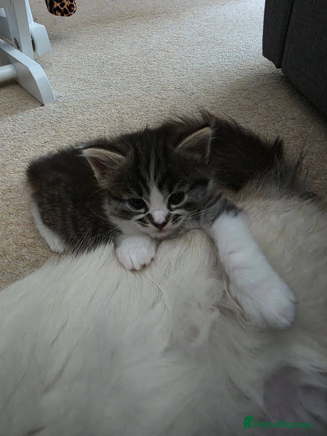Ragdoll cats for sale: Beautiful mix Ragdoll cross Norwegian forest  - Image 11