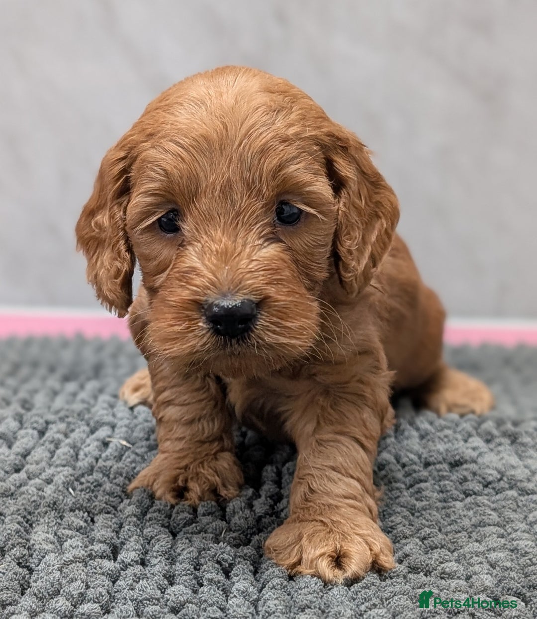 Cockapoo dogs for sale: Licensed breeder, health tested F1 cockapoo pups - Advert 27