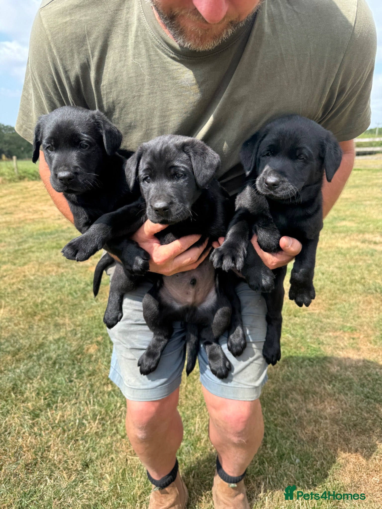 Labrador Retriever dogs Labrador puppies  - Advert 1