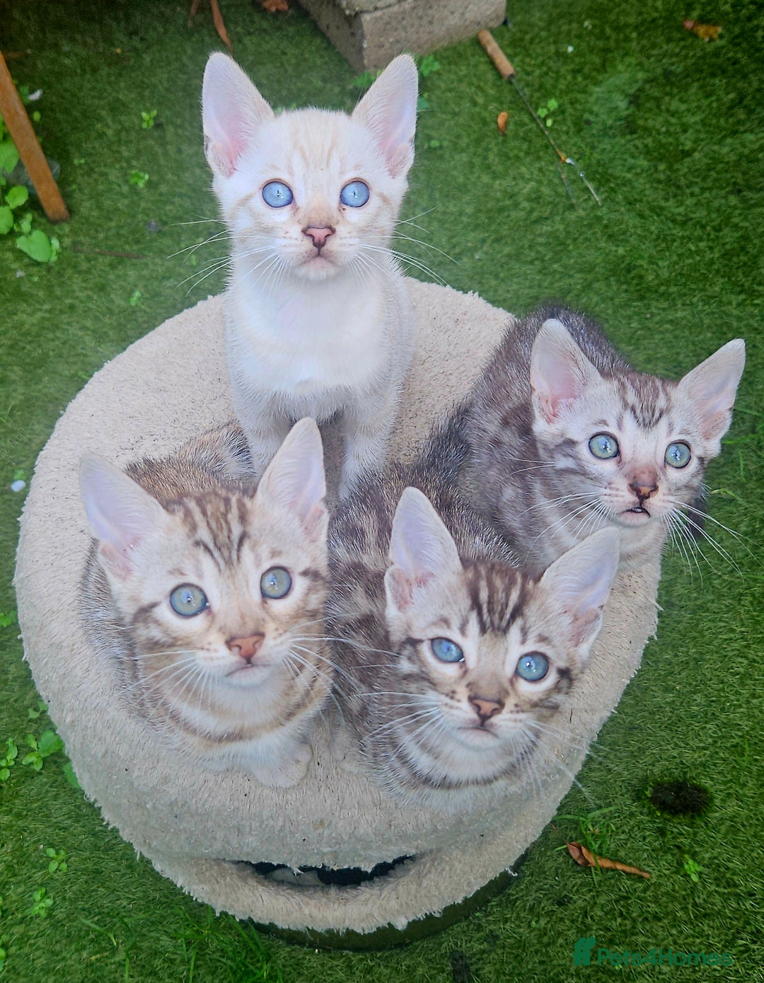 Bengal cats for sale: Bengal kittens  - Advert 17