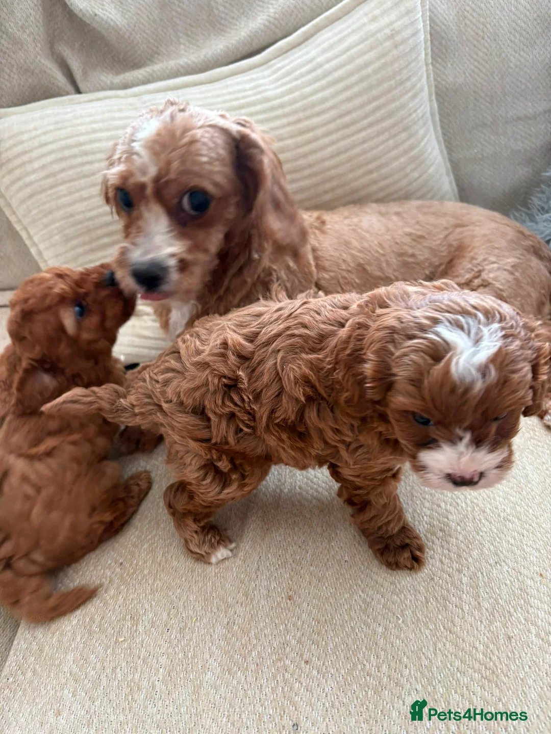 Cavapoo dogs for sale: Stunning F1b puppy in Chesterfield - Advert 6