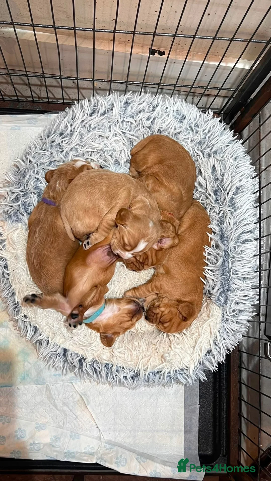 Cocker Spaniel dogs for sale: Gorgeous working cocker spaniel puppies - Advert 2