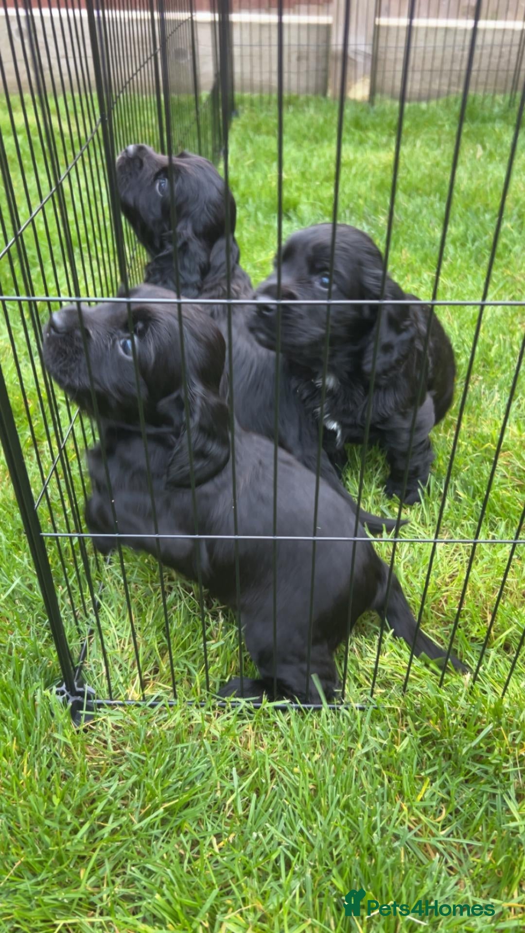 Cocker Spaniel dogs KC REG WORKING COCKER SPANIEL PUPPIES - Advert 1