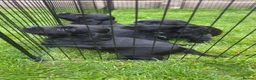 Cocker Spaniel dogs for sale: KC REG WORKING COCKER SPANIEL PUPPIES - Advert 1