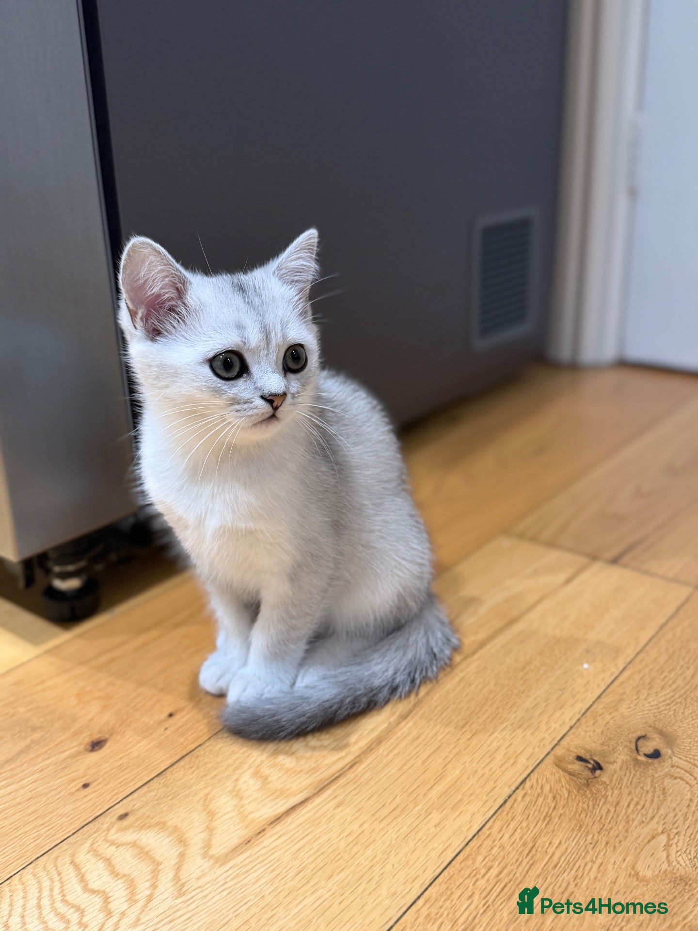 British Shorthair cats British Shorthair Silver Shaded Boy - Advert 1