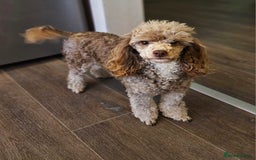 Toy Poodle dogs for sale: Toy poodle puppies D.N.A clear. - Image 8