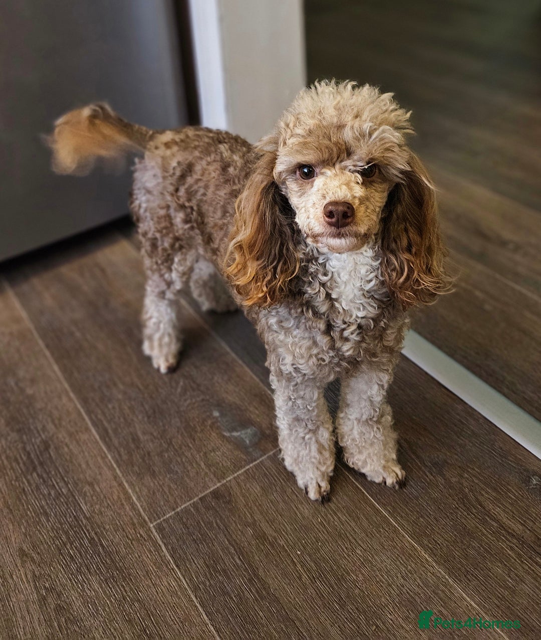 Toy Poodle dogs for sale: Toy poodle puppies D.N.A clear. - Image 8