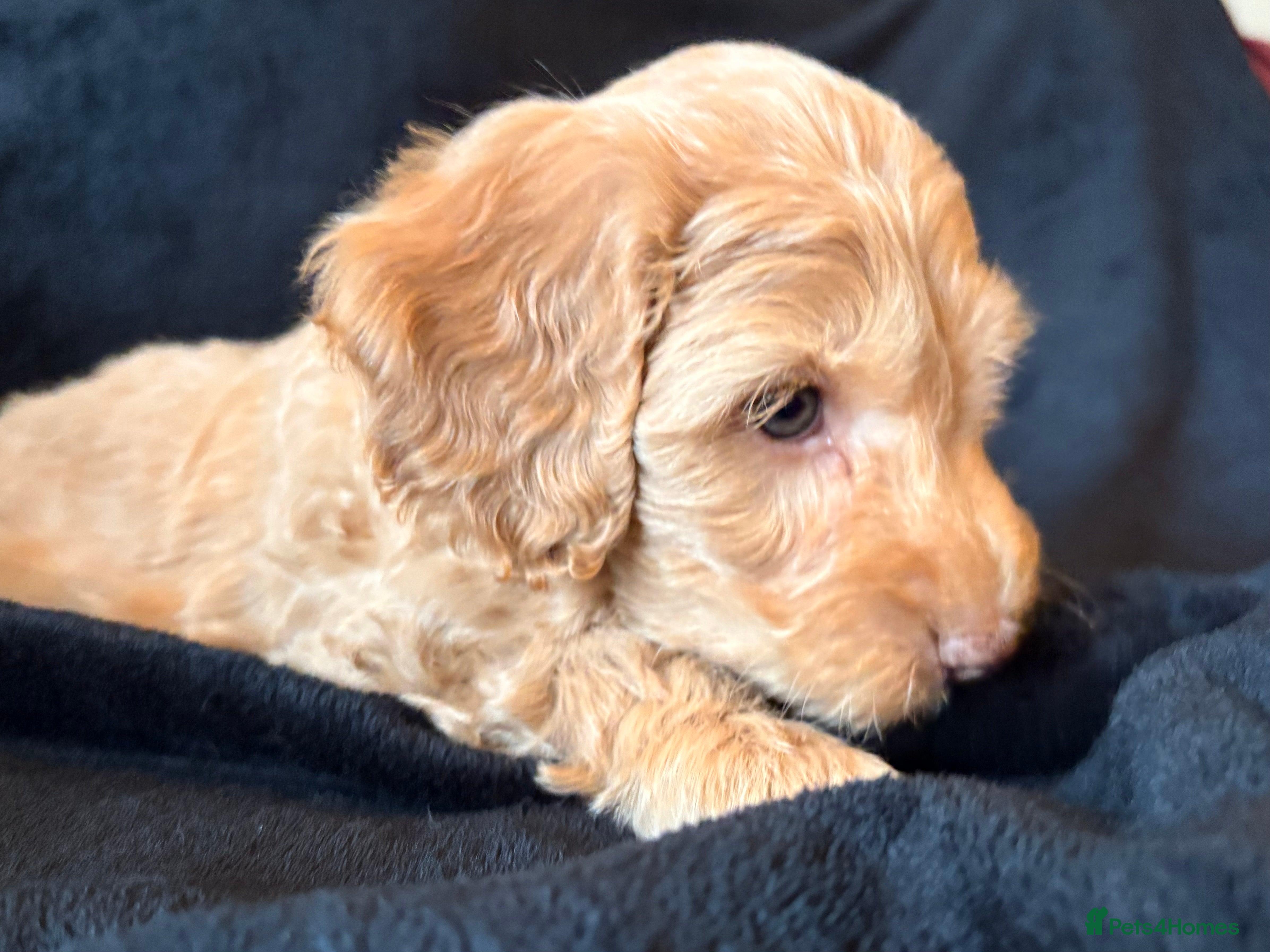 Cockapoo dogs Adorable Cockapoo Puppies - Advert 11