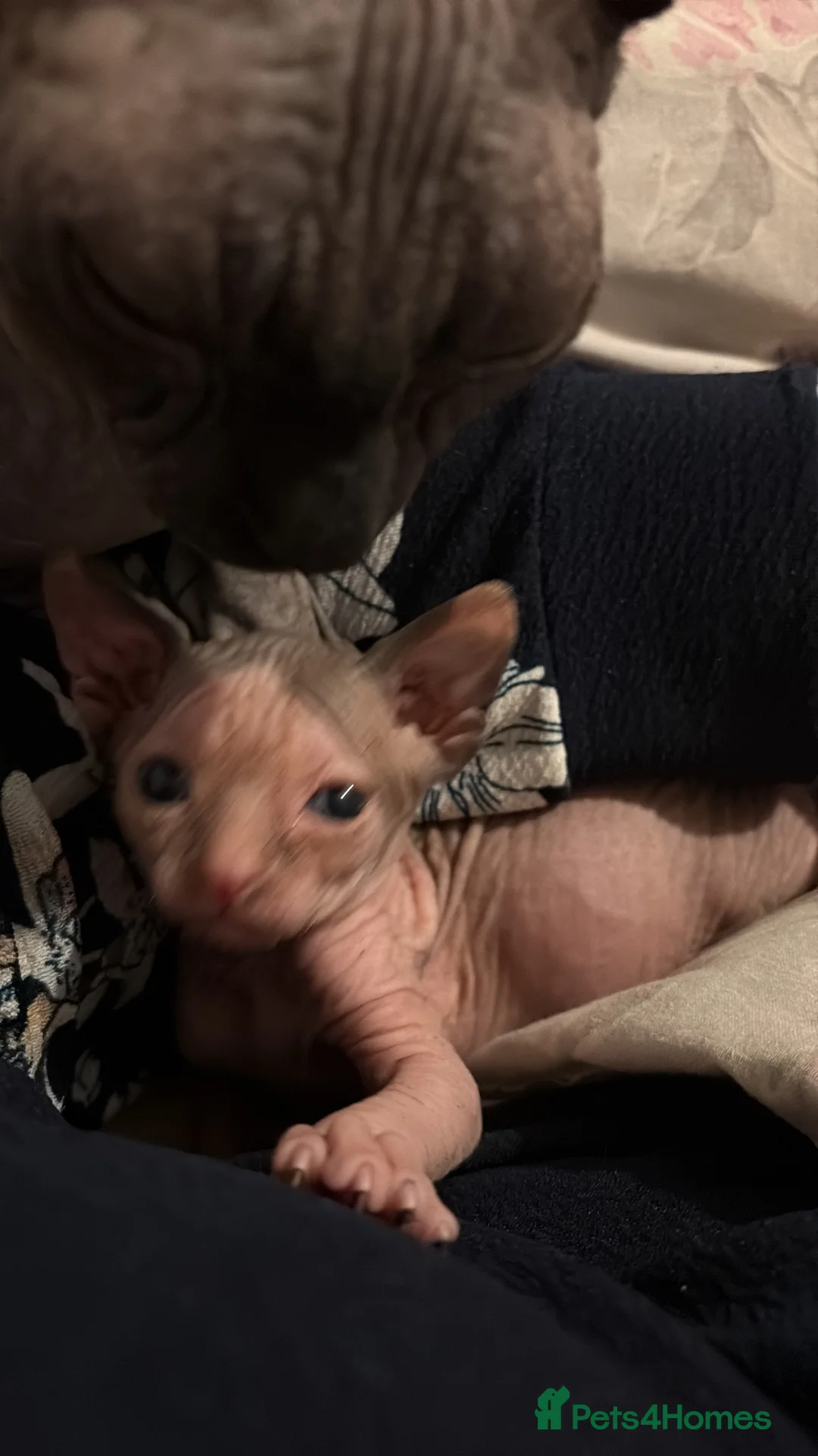 Sphynx cats for sale: Beautiful Sphynx babies  - Advert 6