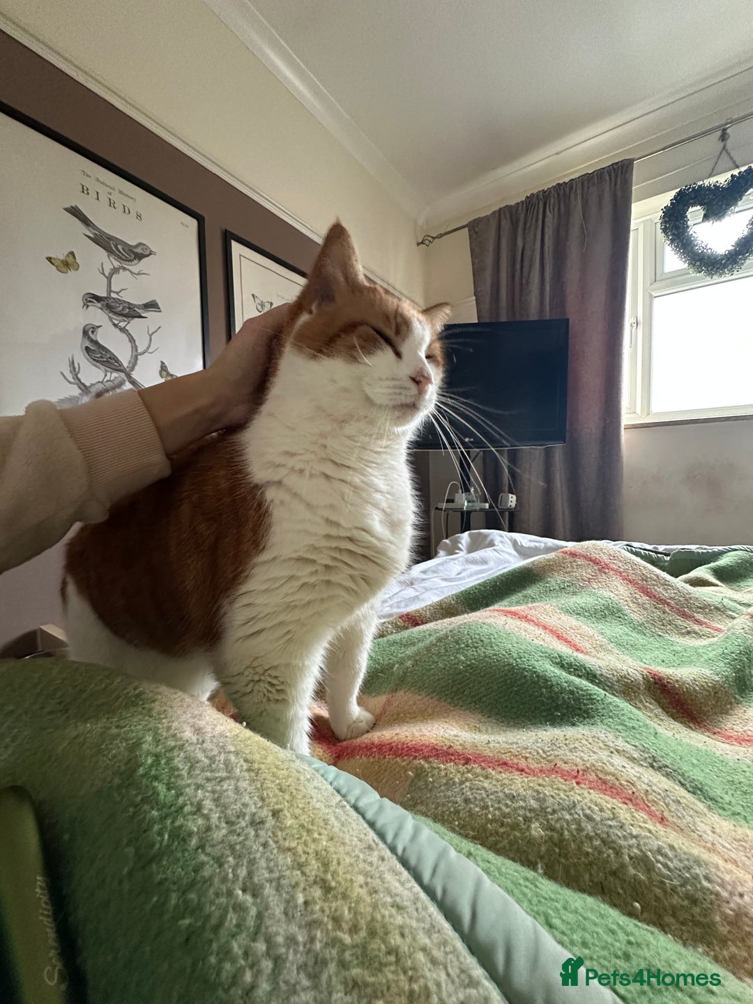 Domestic Shorthair cats for sale: Momie the Foodie - Advert 8