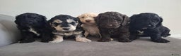 Miniature Poodle dogs for stud: KC chocolate phantom miniature poodle stud  in Denbigh - Advert 7