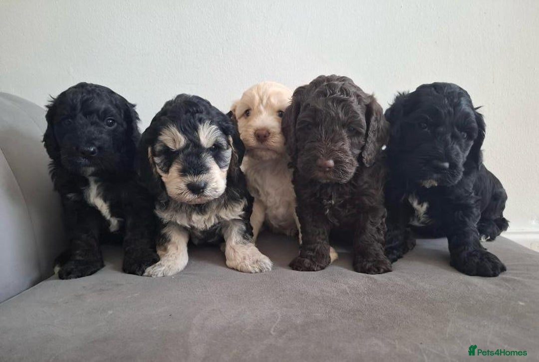 Miniature Poodle dogs for stud: KC chocolate phantom miniature poodle stud  in Denbigh - Image 7