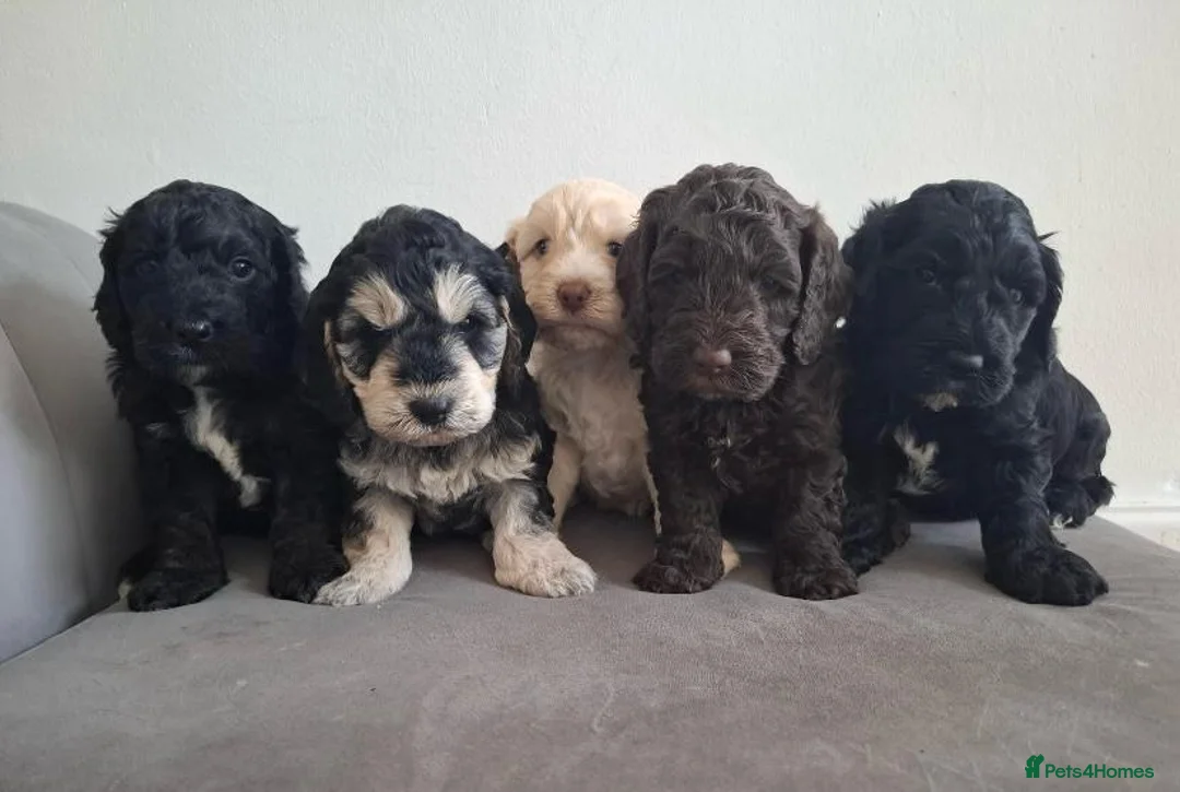 Miniature Poodle dogs for stud: KC chocolate phantom miniature poodle stud  in Denbigh - Advert 7