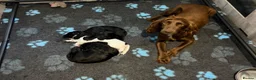 Cocker Spaniel dogs for sale: Kc Registered Cocker Spaniel Puppies - Advert 11