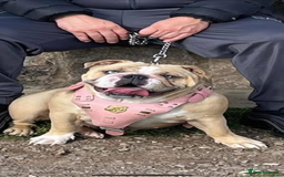 English Bulldog dogs for sale: Beautiful bulldog babies  - Image 10