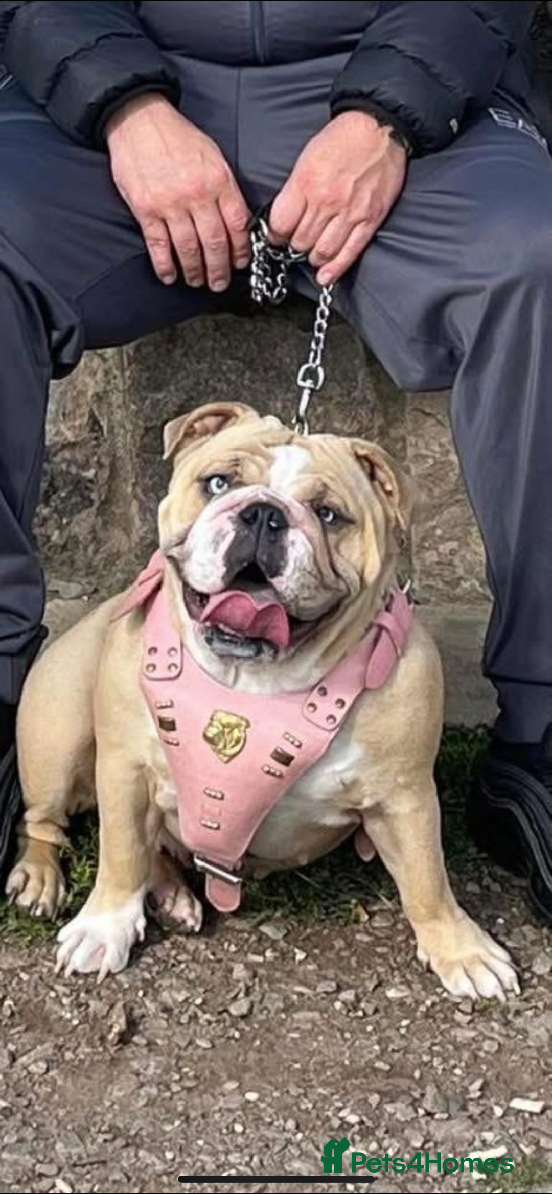 English Bulldog dogs for sale: Beautiful bulldog babies  - Image 10