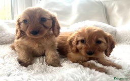 Cockapoo dogs for sale: Gorgeous Cockapoo Puppies  - Image 2