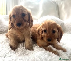 Cockapoo dogs - Advert 4