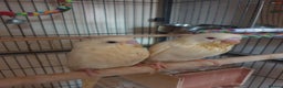 Budgerigars birds for sale: Beautiful hand reared baby budgies  - Advert 4
