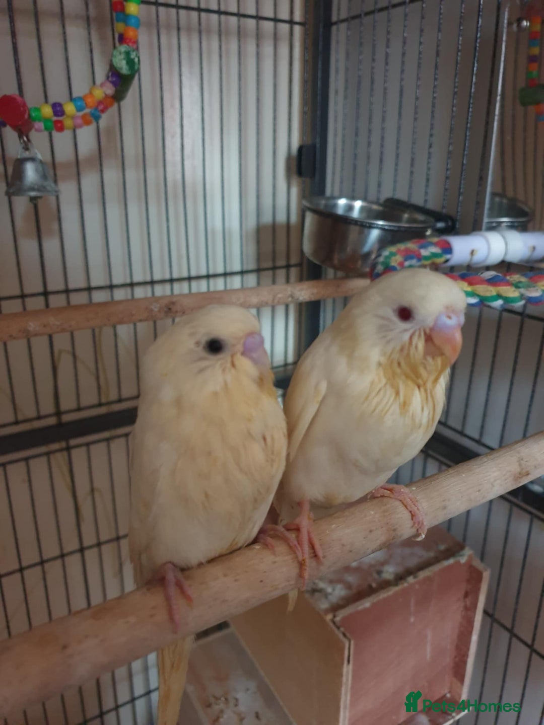 Budgerigars birds for sale: Beautiful hand reared baby budgies  - Advert 4