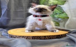 Ragdoll cats for sale: 💎 Purebred Ragdoll kittens-Champion Bloodlines 💎 - Image 23