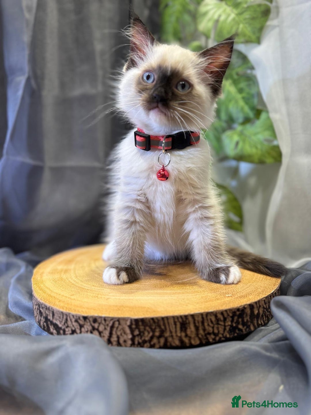 Ragdoll cats for sale: 💎 Purebred Ragdoll kittens-Champion Bloodlines 💎 - Image 23