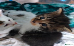 Mixed Breed cats for sale: Four lovely fluffy kittens  - Image 34