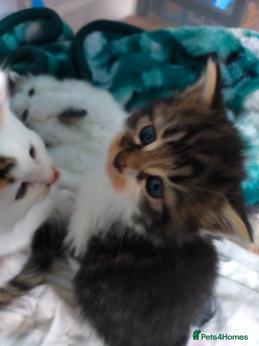 Mixed Breed cats for sale: Four lovely fluffy kittens  - Image 34
