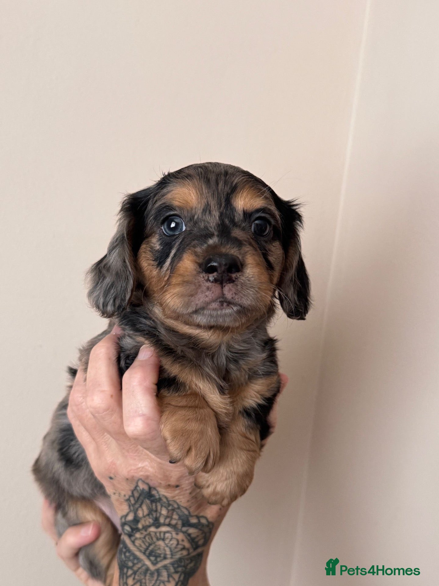 Mixed Breed dogs Daschund X Frenchie Only 2 left! - Advert 13