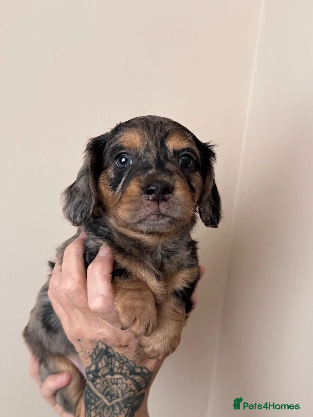 Mixed Breed dogs for sale: Daschund X Frenchie Only 2 left! - Advert 1