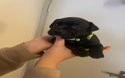Staffordshire Bull Terrier dogs for sale: Staffordshire/American Staffordshire pups in Harrow - Image 30