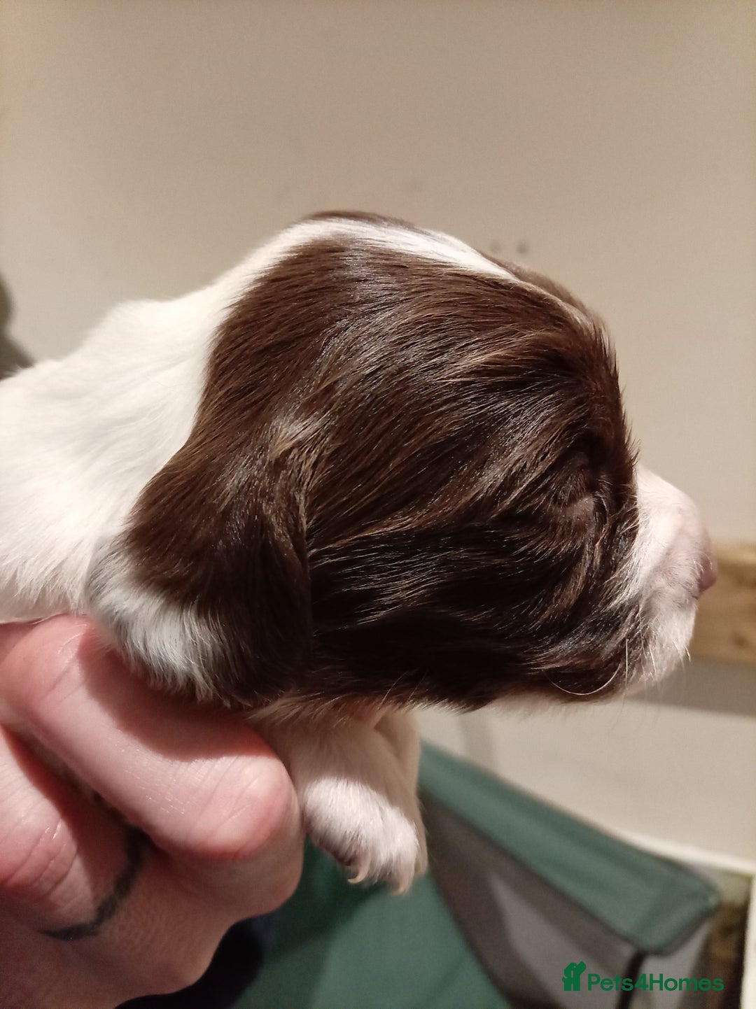 English Springer Spaniel dogs for sale: KC Reg English Springer Spaniels - 2 girls left - Advert 22